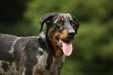 BEAUCERON 804